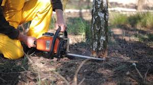 Trusted Elmont, NY Tree Services Experts