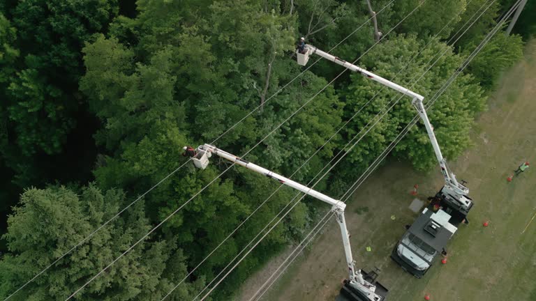 How Our Tree Care Process Works  in  Elmont, NY